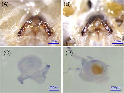 Mating Stimulates the Immune Response and Sperm Storage-Related Genes Expression in Spermathecae of Bumblebee (Bombus terrestris) Queen